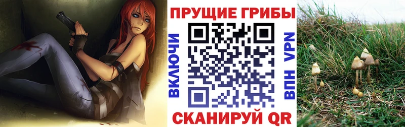 Псилоцибиновые грибы Psilocybe  закладки  Жиздра 